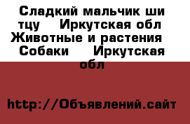 Сладкий мальчик ши-тцу  - Иркутская обл. Животные и растения » Собаки   . Иркутская обл.